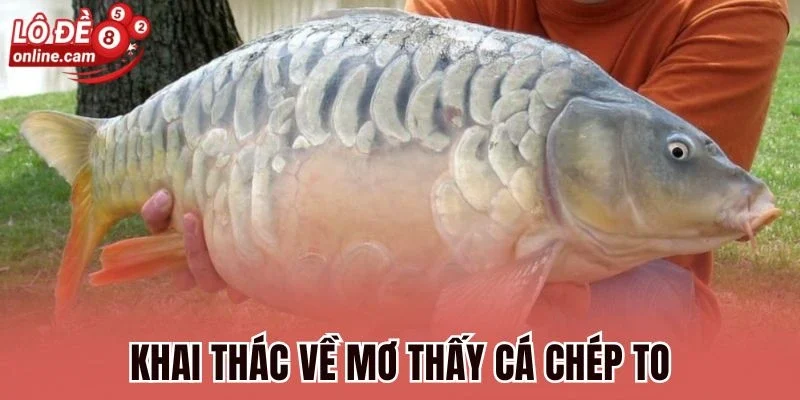 Khai thác về mơ thấy cá chép to