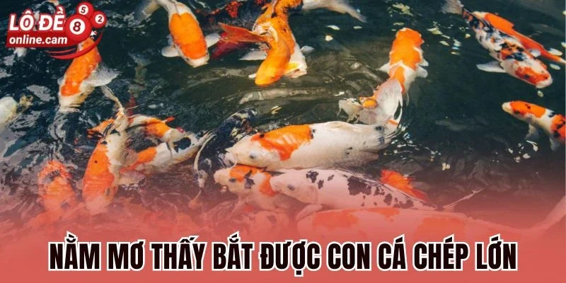 Nằm mơ thấy bắt được con cá chép lớn